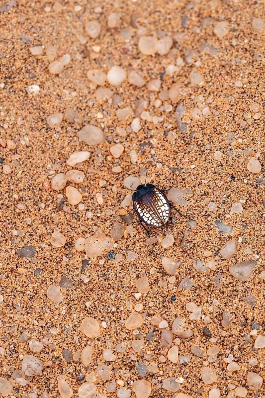 Mist drinker beetle, Tenebrionidae, Onymacris, on sand, Sossusvlei, Namibia