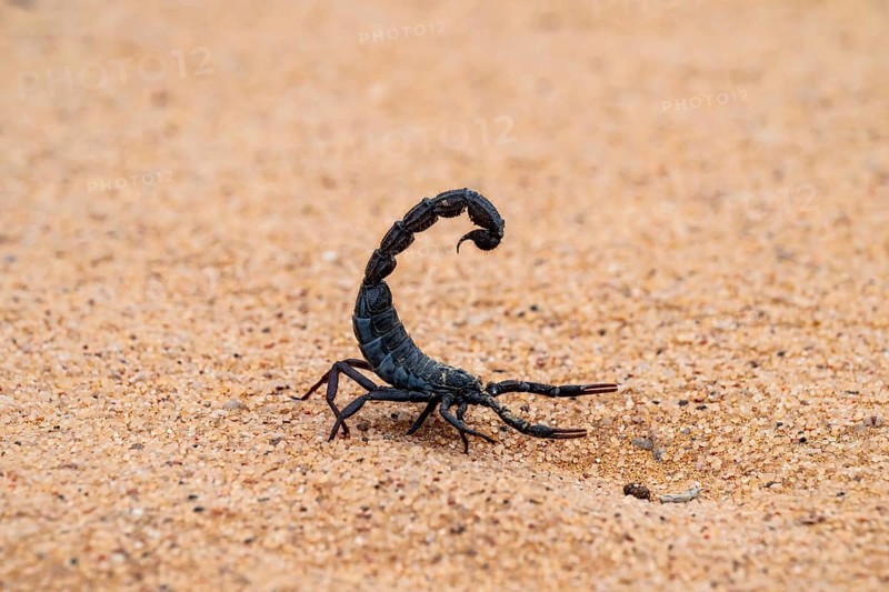 Black scorpion (Parabuthus villosus) running across sand, Namib Desert near Swakopmund, Namibia