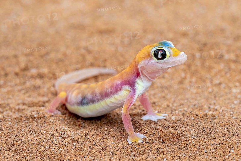 Palmato gecko (Pachydactylus rangei), Namib Desert, Namibia