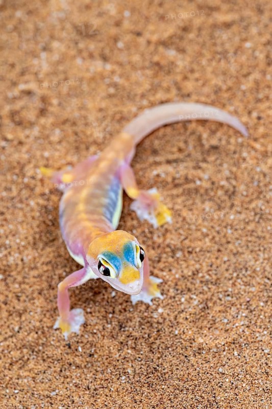 Palmato gecko (Pachydactylus rangei), Namib Desert, Namibia