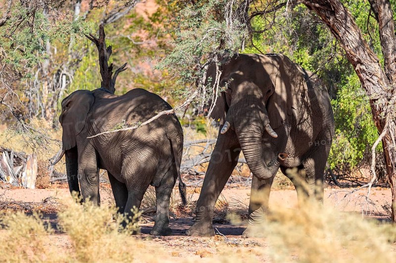 African elephant (Loxodonta africana), desert elephant, riverbed of the Ugab River, Damaraland, Kunene region, Namibia