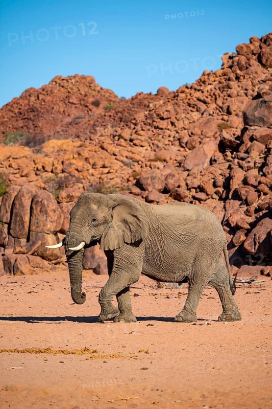 African elephant (Loxodonta africana), desert elephant, riverbed of the Ugab River, Damaraland, Kunene region, Namibia