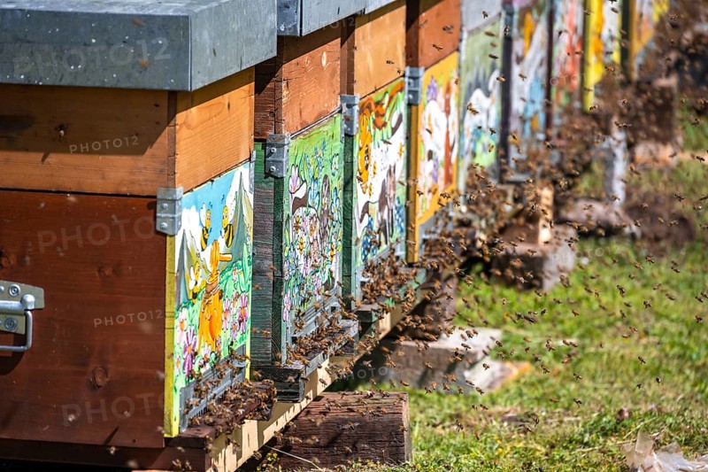 Beehive in a meadow, Italy
