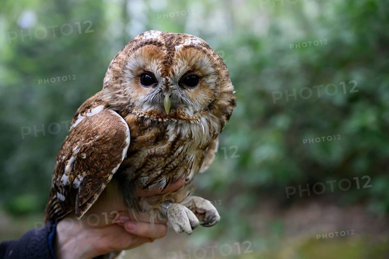 A tawny owl (Strix aluco) being held by a hand. Close-up with focus on the bird, surrounded by blurred greenery, captive during a ringing session