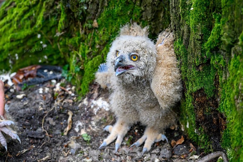 Münsterland, North Rhine-Westphalia, Germany, Eurasian Eagle-owl chick (Bubo bubo) with fluffy plumage hiding in its nest in a mossy forest