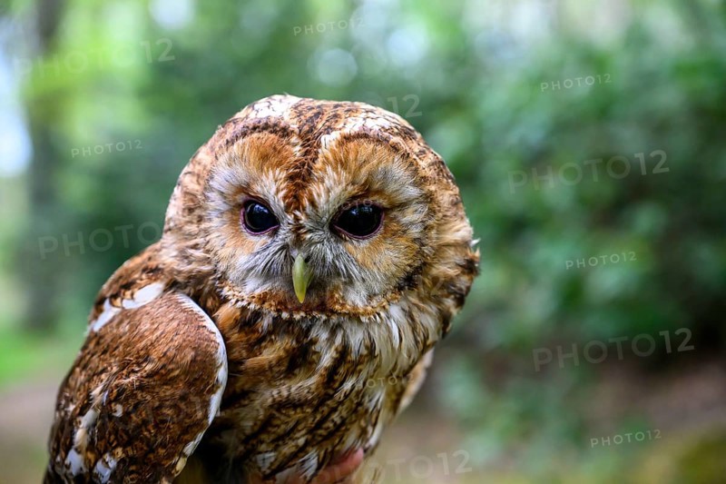 Münsterland, North Rhine-Westphalia, Germany, portrait of a tawny owl (Strix aluco) captive during a ringing by an ornithologist