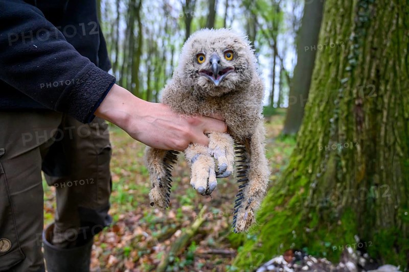 Münsterland, North Rhine-Westphalia, Germany, A bird ringing human ornithologist gently holds a fluffy eagle owl chick (Bubo bubo) in the forest