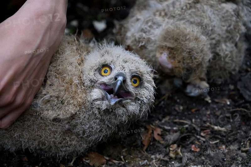Münsterland, North Rhine-Westphalia, Germany, close-up of a young eagle owl (Bubo bubo) with lively eyes during an examination and ringing by an ornithologist