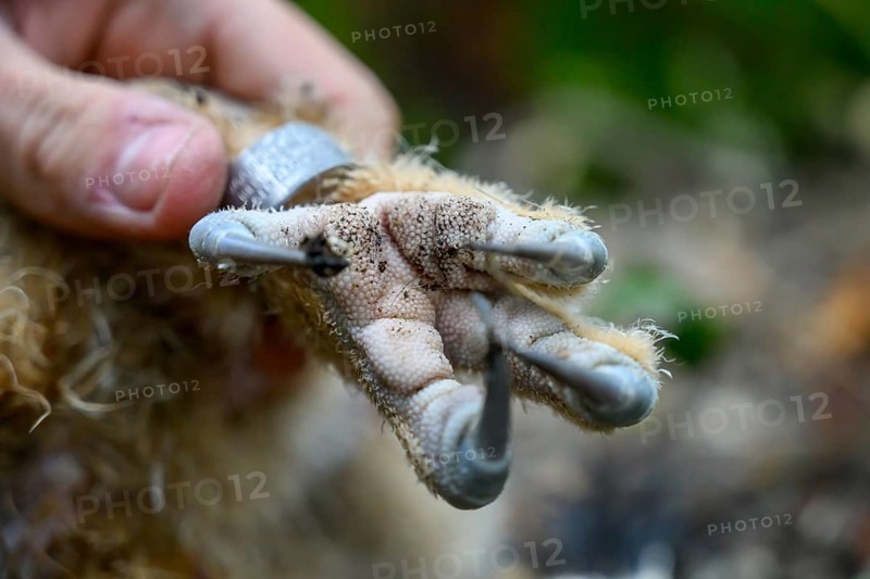 Münsterland, North Rhine-Westphalia, Germany, An ornithologist carefully rings a young eagle owl (Bubo bubo) on the forest floor, close-up of the owl's foot with ring and the ringers hand