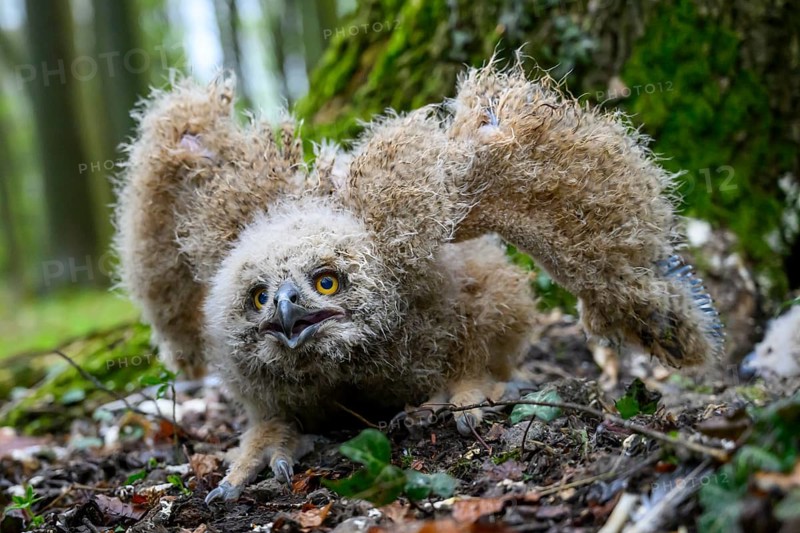 Münsterland, North Rhine-Westphalia, Germany, An eagle owl chick (Bubo bubo) with fluffy feathers sits vigilantly on the forest floor, owl chick raises its wings in a defensive pose on the mossy forest floor
