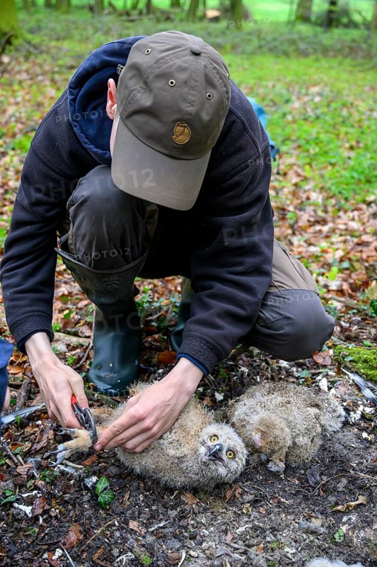 Münsterland, North Rhine-Westphalia, Germany, person ringing a young eagle owl (Bubo bubo) in the forest, person kneeling in the forest, holding a young owl and using tools
