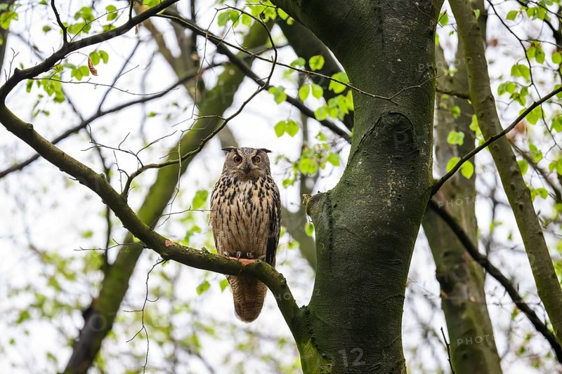 Münsterland, North Rhine-Westphalia, Germany, An eagle owl (Bubo bubo) looks down from the branch of a beech tree (Fagus syvatica)