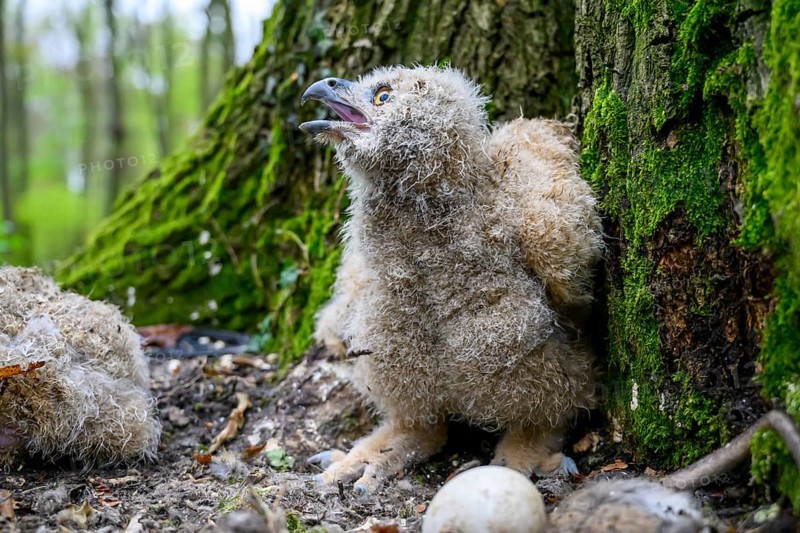 Münsterland, North Rhine-Westphalia, Germany, A young eagle owl (Bubo bubo) is sitting on the ground on a moss-covered tree, near an egg, surrounded by forest, looking excitedly into the forest with its beak open