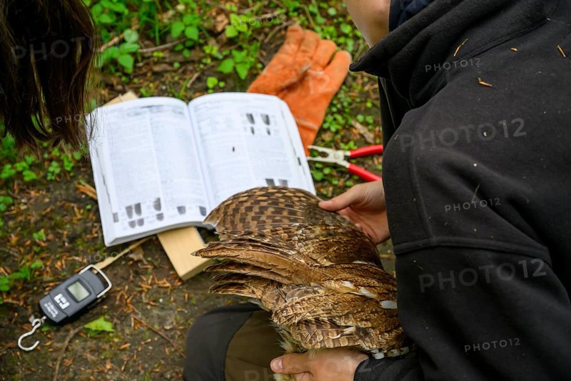 Münsterland, North Rhine-Westphalia, Germany, A person looks intensively at a book on age determination, the so-called ageing of birds on the basis of plumage characteristics during the examination of a tawny owl (Strix aluco), gloves and pieces of wood lying on the ground, bird ringing