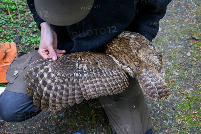Münsterland, North Rhine-Westphalia, Germany, plumage of a tawny owl (Strix aluco) being examined, close-up of the wing structure by an ornithologist