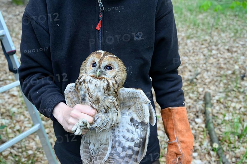 Münsterland, North Rhine-Westphalia, Germany, person holding a tawny owl (Strix aluco) in the forest, glove on one hand as protective ringing, symbol for care and attentiveness