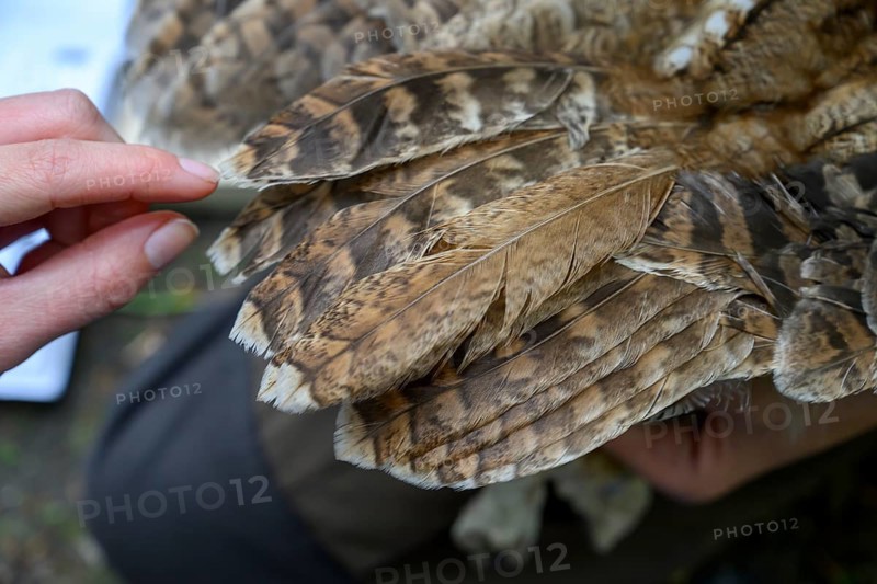 Münsterland, North Rhine-Westphalia, Germany, wings of a tawny owl (Strix aluco) during age determination by ornithologists