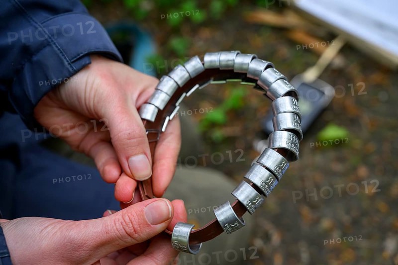 Münsterland, North Rhine-Westphalia, Germany, Female hands holding a collection of bird rings, ready for ringing use on an owl
