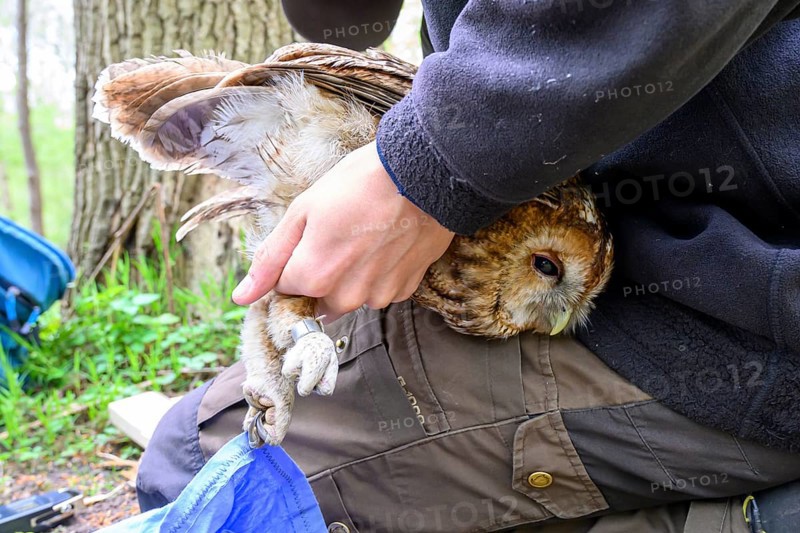 Münsterland, North Rhine-Westphalia, Germany, A person gently holds a tawny owl (Strix aluco) during ringing