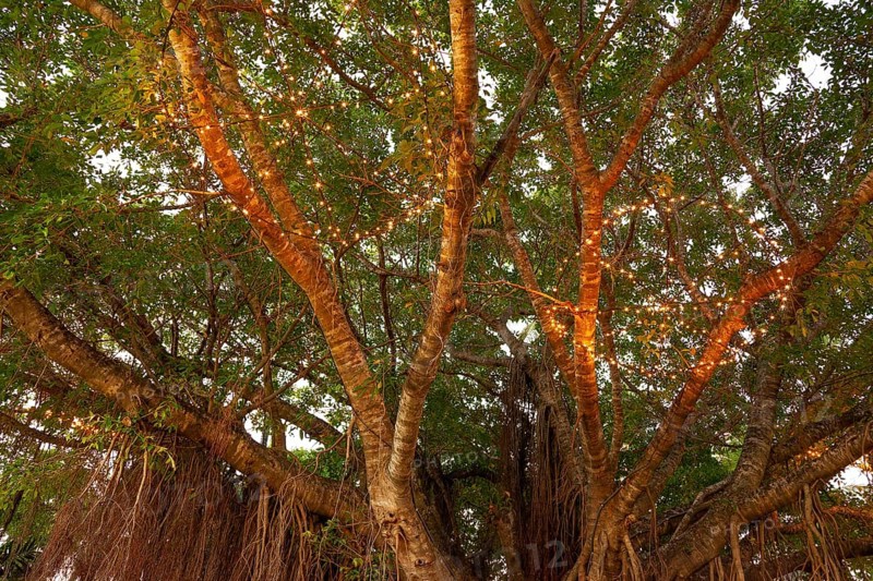 Evening view of a large fig tree with light chains in Cairns, Queensland, Australia