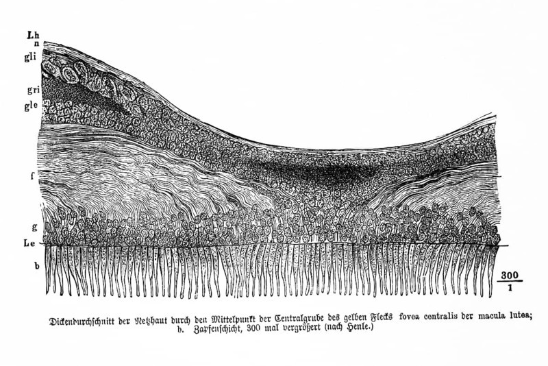 Average thickness of the retina through the center of the central pit of the yellow spot, fovea centralis, macula lutea, human, body part, limbs, science, medicine, anatomy, detail, tendons, bones, joints, description, historical illustration 1875