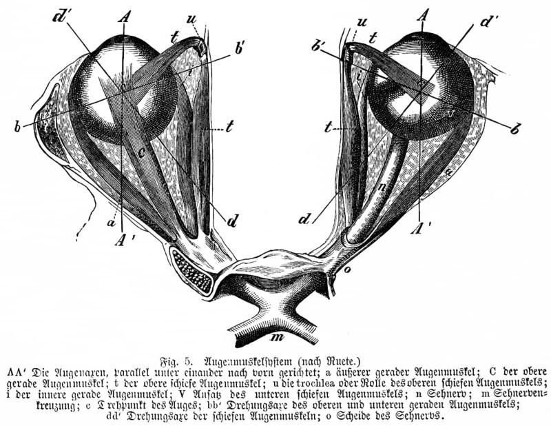 Pair of eyes directed parallel and forward, eye muscle, optic nerve, human, body part, limbs, science, medicine, anatomy, detail, tendons, bones, joints, description, historical illustration 1875