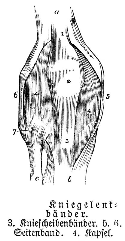 Knee joint, tendons, collateral ligament, apple, human body part, limbs, science, medicine, anatomy, detail, bones, joints, description, historical illustration 1875