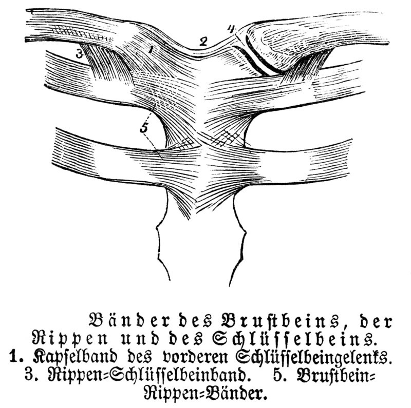 Sternum, ribs, collarbone, tendons, human, body part, limbs, science, medicine, anatomy, detail, bones, joints, description, historical illustration 1875