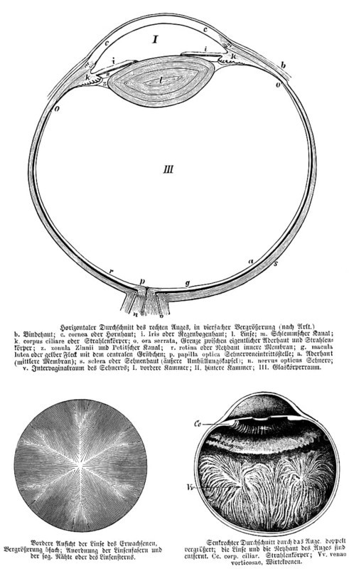 Horizontal cross-section of right eye, conjunctiva, iris, lens, corpus ciliary, retina, zonula zinii, nervus opticus, optic nerve, posterior and anterior chamber (top), anterior view of adult lens, arrangement of lens fibres (left), vertical cross-section of eye, human (right), body part, limbs, science, medicine, anatomy, detail, tendons, bones, joints, description, historical illustration 1875