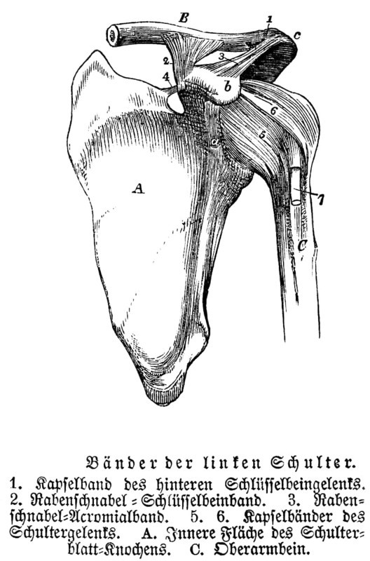 Tendons and joints of the left shoulder, collarbone, shoulder blade, upper arm, human body part, limbs, science, medicine, anatomy, detail, tendons, bones, joints, description, historical illustration 1875