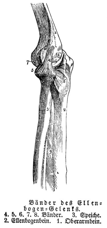 Elbow joint, tendons, human, body part, limbs, science, medicine, anatomy, detail, bones, joints, description, historical illustration 1875