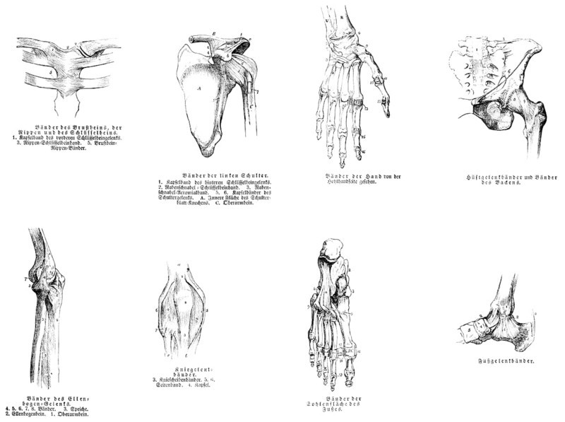 Sternum, shoulder, hand, pelvis, elbow, knee joint, foot, human, body part, limbs, science, medicine, anatomy, detail, tendons, bones, joints, description, historical illustration 1875
