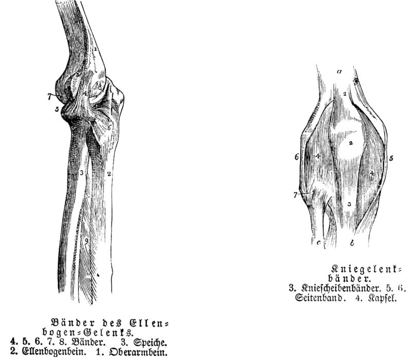 Elbow, tendon, spoke, elbow bone, upper arm, ankle, human, body part, limbs, science, medicine, anatomy, detail, tendons, bones, joints, description, historical illustration 1875