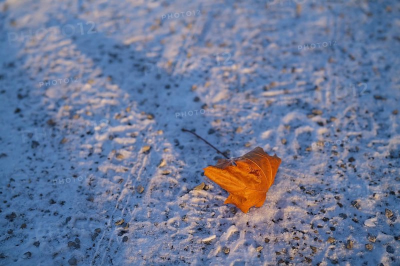 Fallen wilted leaf, autumn leaf, autumn leaves, glows in golden evening light, lying on snow-covered ground, winter, Stuttgart, Baden-Württemberg, Germany