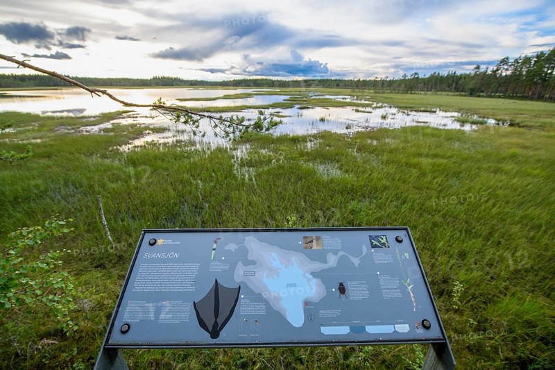 Wide moor area on the barrier-free main hiking trail through Hamra National Park with information on flora and fauna in the foreground, Hamra National Park, Hamra, Dalarna, Sweden