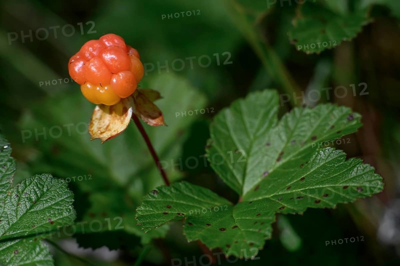 Los, Gävleborgs län, Sweden, close-up of a cloudberry (Rubus chamaemorus) fruit with green leaves
