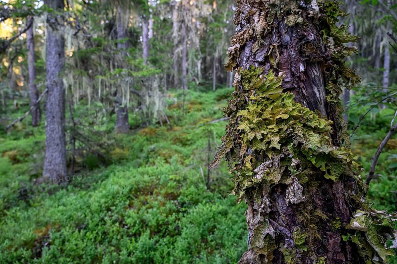 Close-up of a moss-covered tree trunk in a green jungle, Urskog Hamra National Park, Hamra, Dalarna, Sweden