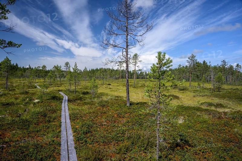 A wooden path snakes through an open moor landscape under dramatic skies, Hamra National Park, Hamra, Dalarna, Sweden