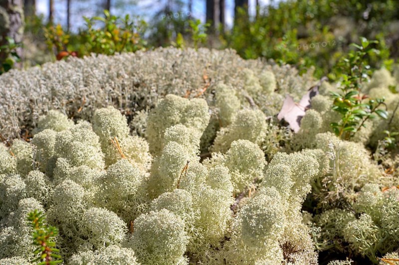 Close-up of light-coloured, textured reindeer lichen (Cladonia spec.) on forest floor, Hamra National Park, Hamra, Dalarna, Sweden