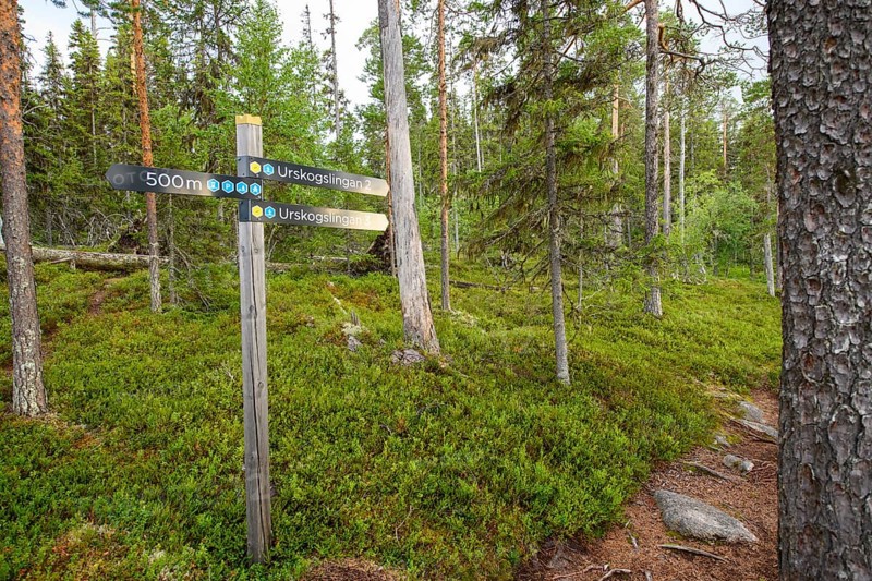 Guide in the forest Hiking trail Primeval forest trail in Hamra National Park, Hamra National Park, Hamra, Dalarna, Sweden