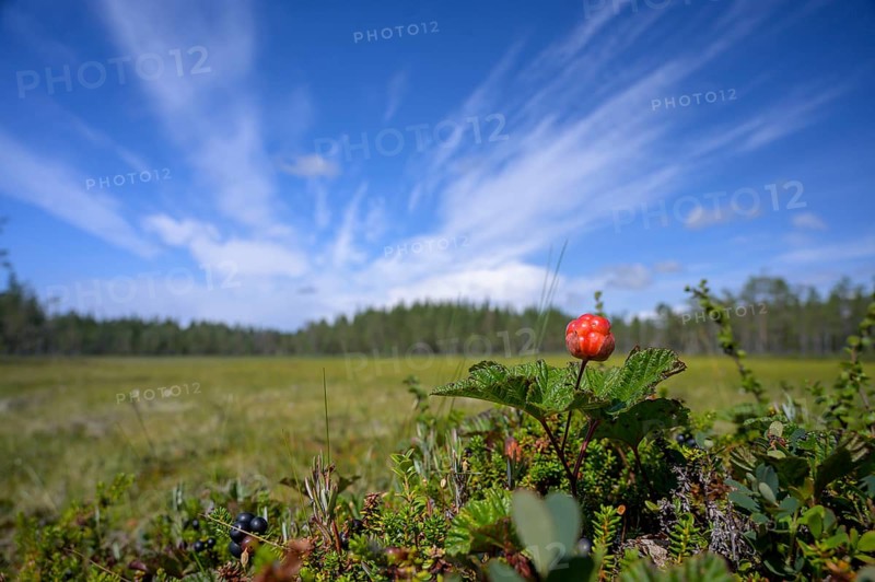 A cloudberry (Rubus chamaemorus) on a green bog under a blue sky, Hamra National Park, Hamra, Dalarna, Sweden