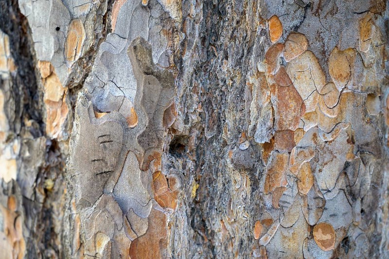 Close-up of Scots pine (Pinus sylvestris) bark in various shades of brown and grey, Hamra National Park, Hamra, Dalarna, Sweden