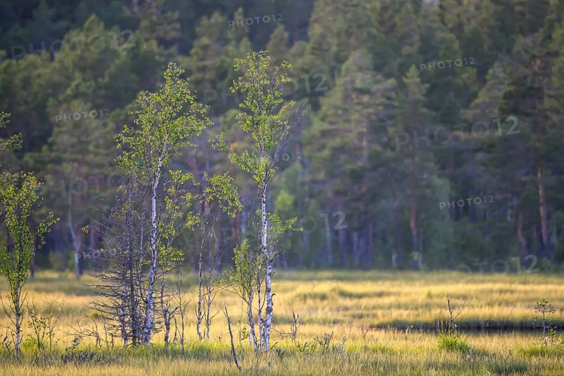 Los, Gävleborgs län, Sweden, Light-flooded meadow with young birch trees (Betula spec.) in front of dense forest in a bog area, Hamra National Park, Hamra, Dalarna, Sweden