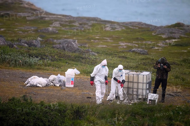 People in protective suits placing dead birds in containers in a coastal landscape, photographer nearby, kittiwakes (Rissa tridactyla) dead from avian influenza, melancholic atmosphere, Ekeroya, Vadsø, Troms og Finnmark, Norway