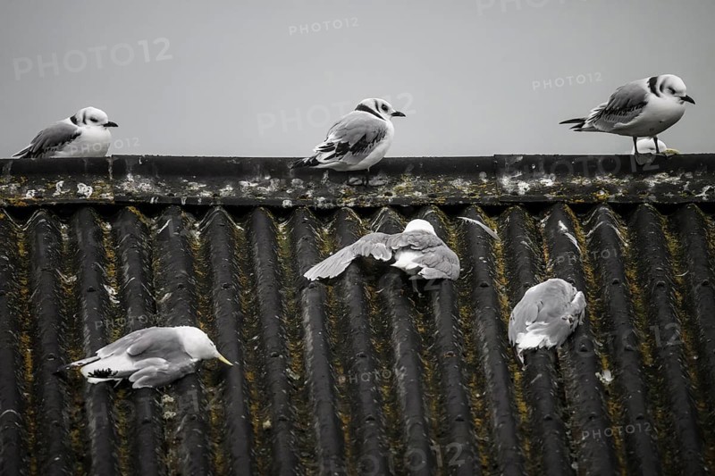Seagulls sitting on a wavy roof under a grey sky, three dead kittiwakes (Rissa tridactyla) dead from avian influenza lie in front of it, melancholic atmosphere, Ekeroya, Vadsø, Troms, Norway