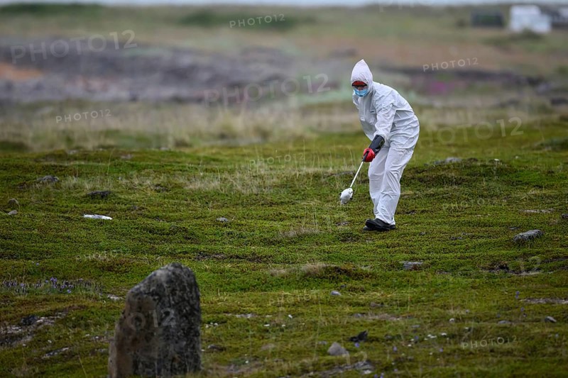 Person in a protective suit, protective mask and goggles picks up a dead kittiwake (Rissa tridactyla) that has died of avian influenza, melancholic atmosphere, Ekeroya, Vadsø, Troms og Finnmark, Norway
