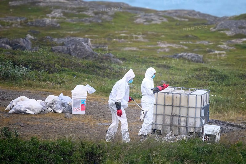 People in protective suits place dead birds in containers in a coastal landscape, people in a protective suit, protective mask and goggles lift dead kittiwakes (Rissa tridactyla) with a gripper on bird, melancholic atmosphere, Ekeroya, Vadsø, Troms og Finnmark, Norway