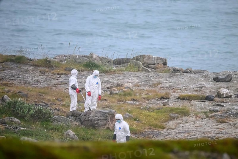 Vadsø, Troms, Norway, people in white protective suits search for dead birds that died of avian influenza bird flu in a rocky coastal landscape in cloudy weather