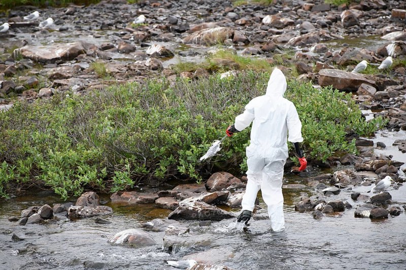 Person in a protective suit, protective mask and goggles looking for dead kittiwakes (Rissa tridactyla) that died of avian influenza in a stream, melancholic atmosphere, Ekeroya, Vadsø, Troms og Finnmark, Norway