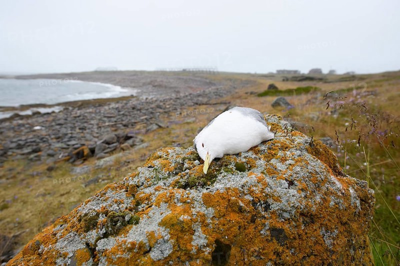 A dead kittiwake (Rissa tridactyla), dead from avian influenza, on a stony coastal cliff, grey sky with sea in the background, melancholic atmosphere, Ekeroya, Vadsø, Troms, Norway